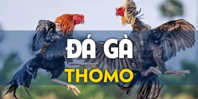 Đá gà Thomo